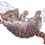 cat_hammock